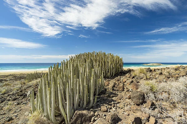 Cactus Euphorbia close to Cofete beach, Jandia peninsula, Fuerteventura, Canary Islands