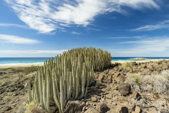 Framed Print : Cactus Euphorbia close to Cofete beach, Jandia peninsula, Fuerteventura, Canary Islands Framed Print : Cactus Euphorbia close to Cofete beach, Jandia peninsula, Fuerteventura, Canary Islands