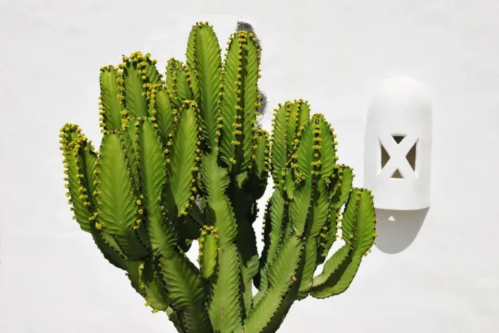 Framed Print : Cactus. Lanzarote, Canary Islands Framed Print : Cactus. Lanzarote, Canary Islands