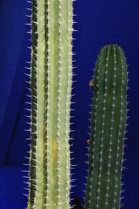 Framed Print : Cactus in the Majorelle garden. Marrakech, Morocco