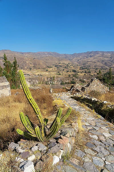 Cactus next to path and ancient houses at archaeological site Uyo Uyo near Yanque, Canyon Colca, Yanque District, Caylloma Province, Arequipa Region, Peru