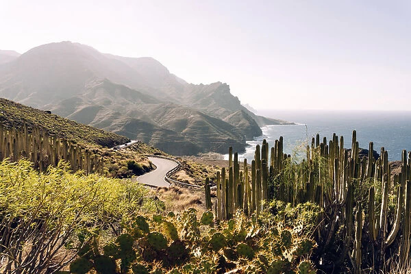 Cactus and scenic road by the ocean in Gran Canaria, Canaries. Gc -200 drive
