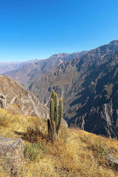 Cactus on slope of Canyon Colca, Caylloma Province, Arequipa Region, Peru