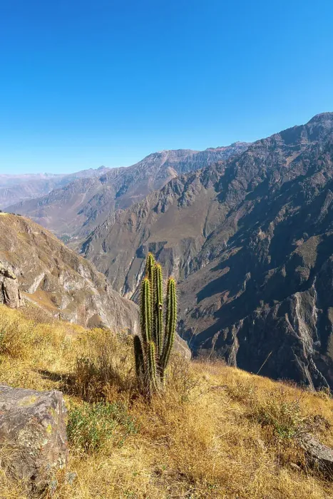 Framed Print : Cactus on slope of Canyon Colca, Caylloma Province, Arequipa Region, Peru Framed Print : Cactus on slope of Canyon Colca, Caylloma Province, Arequipa Region, Peru