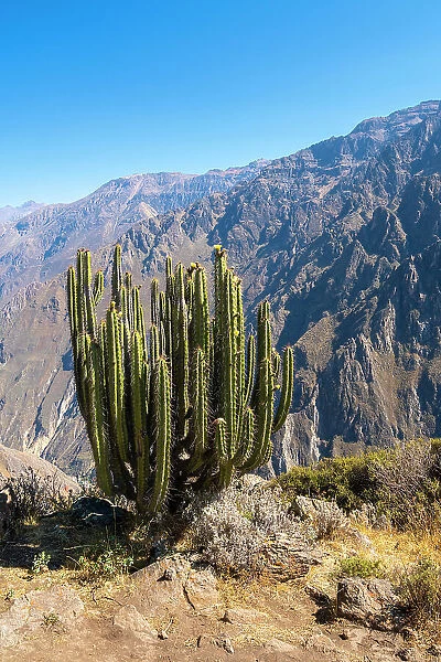 Cactus on slope of Canyon Colca, Caylloma Province, Arequipa Region, Peru