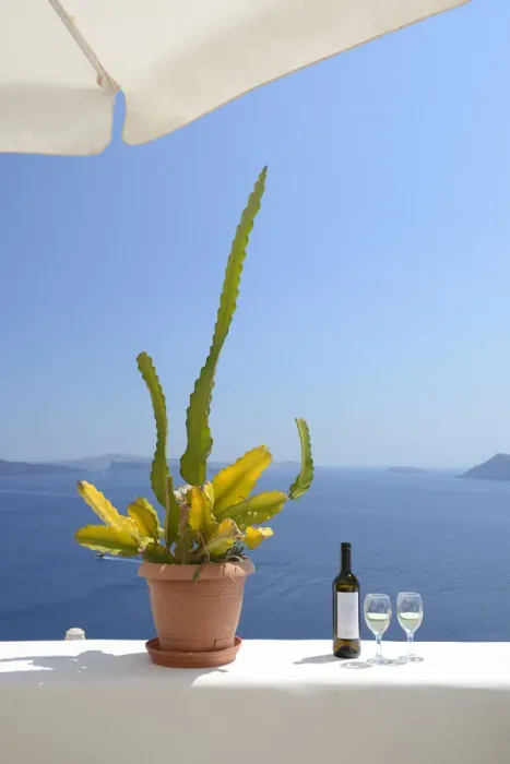 Framed Print : Cactus and white wine at the sea, Oia, Santorini, Kyclades, South Aegean, Greece, Europe Framed Print : Cactus and white wine at the sea, Oia, Santorini, Kyclades, South Aegean, Greece, Europe