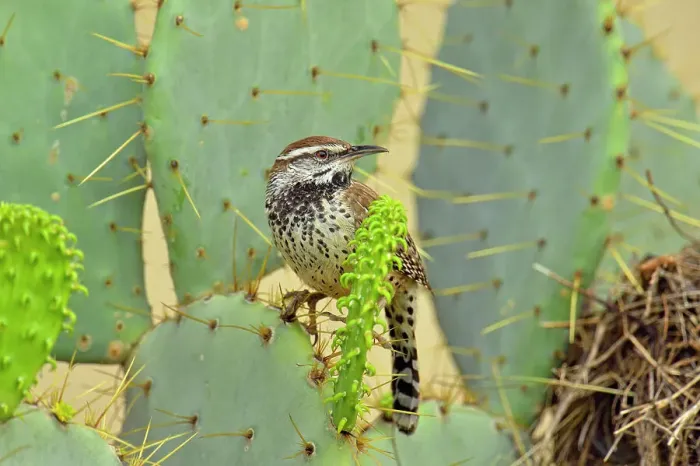 Framed Print : Cactus wren (Campylorhynchus brunneicapillus) at nest constructed in cactus, Rio Grande City, Texas, USA Framed Print : Cactus wren (Campylorhynchus brunneicapillus) at nest constructed in cactus, Rio Grande City, Texas, USA