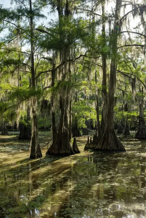 Framed Print : Caddo Lake, Texas, USA Framed Print : Caddo Lake, Texas, USA