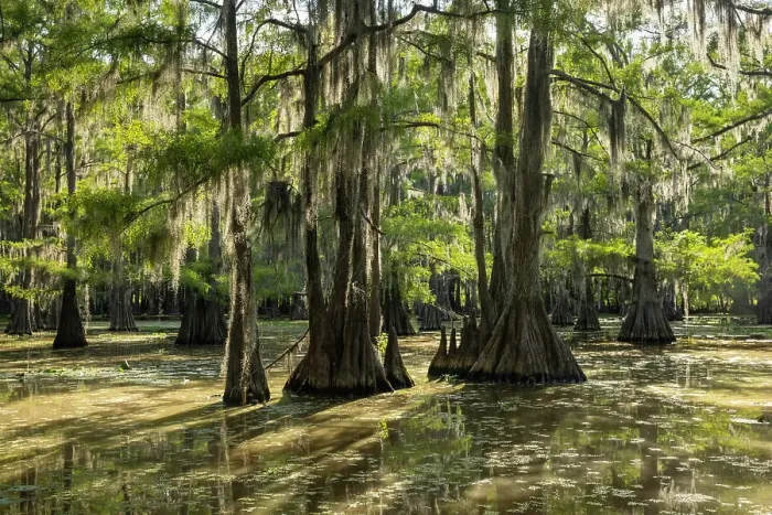 Framed Print : Caddo Lake, Texas, USA Framed Print : Caddo Lake, Texas, USA