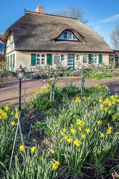 Cafe Rosengarten in historic thatched roof house in Zingst, Mecklenburg-West Pomerania, Baltic Sea, Northern Germany, Germany