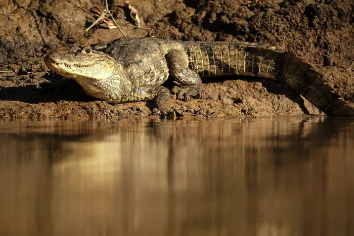 Framed Print : Caiman, Cano Negro, Alajuela Province, Costa Rica, Central America Framed Print : Caiman, Cano Negro, Alajuela Province, Costa Rica, Central America