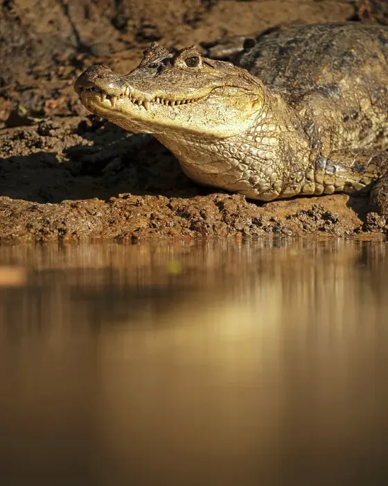 Framed Print : Caiman, Cano Negro, Alajuela Province, Costa Rica, Central America Framed Print : Caiman, Cano Negro, Alajuela Province, Costa Rica, Central America