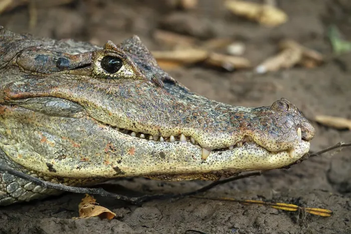Framed Print : Caiman, Cano Negro, Alajuela Province, Costa Rica, Central America Framed Print : Caiman, Cano Negro, Alajuela Province, Costa Rica, Central America