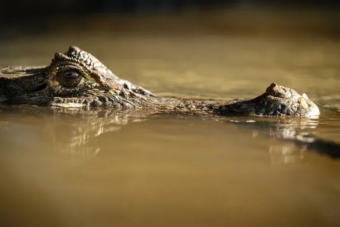 Framed Print : Caiman, Cano Negro, Alajuela Province, Costa Rica, Central America Framed Print : Caiman, Cano Negro, Alajuela Province, Costa Rica, Central America