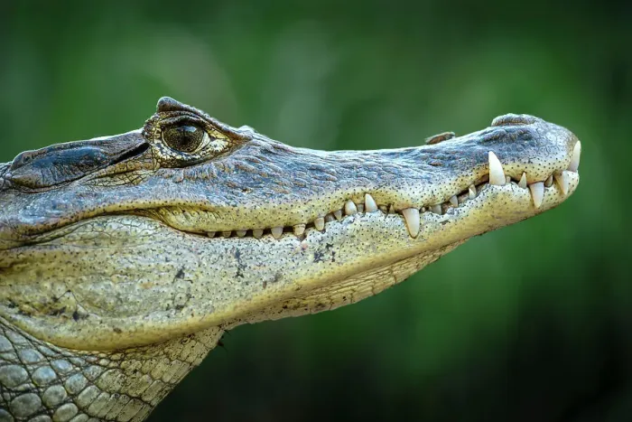 Framed Print : Caiman, Cano Negro, Alajuela Province, Costa Rica, Central America Framed Print : Caiman, Cano Negro, Alajuela Province, Costa Rica, Central America