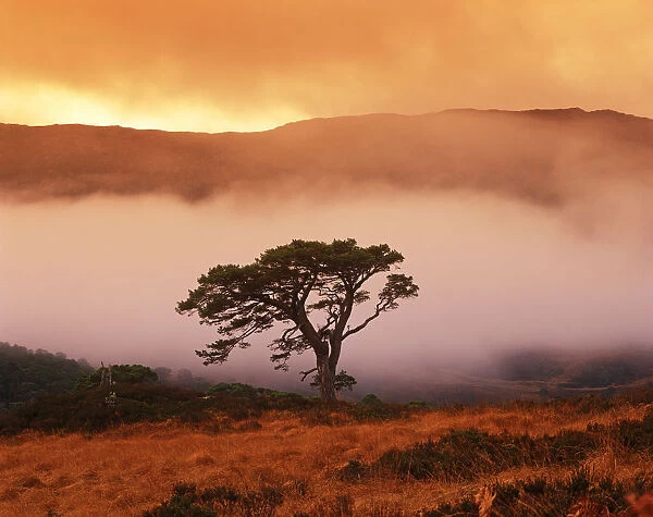 Caledonian Pine in Mist, Glen Affric, Highland Region, Scotland
