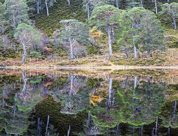 Caledonian pines reflected in Loch Clair, Wester Ross, Highlands, Scotland