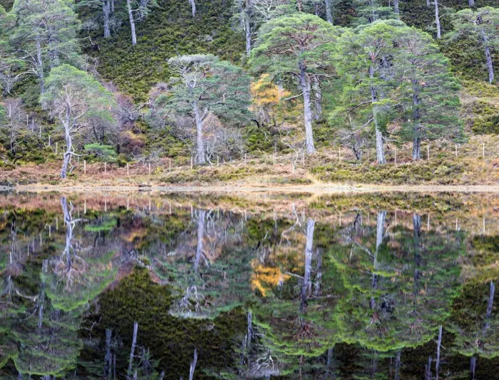 Framed Print : Caledonian pines reflected in Loch Clair, Wester Ross, Highlands, Scotland Framed Print : Caledonian pines reflected in Loch Clair, Wester Ross, Highlands, Scotland