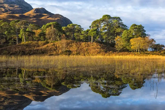 Framed Print : Caledonian pines reflected in Loch Clair, Wester Ross, Highlands, Scotland Framed Print : Caledonian pines reflected in Loch Clair, Wester Ross, Highlands, Scotland