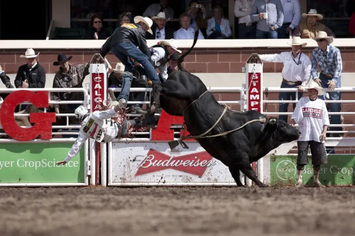 Framed Print : Calgary Canada, Rodeo events at the Calgary Stampede