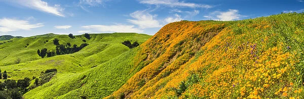 California Poppies Blooming in Chino Hills State Park, Los Angeles, California, USA