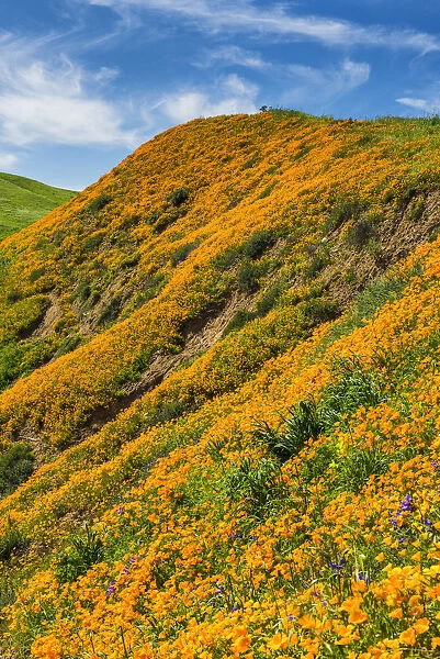 California Poppies Blooming in Chino Hills State Park, Los Angeles, California, USA