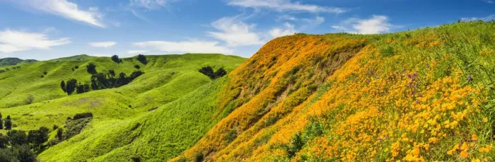 Framed Print : California Poppies Blooming in Chino Hills State Park, Los Angeles, California, USA