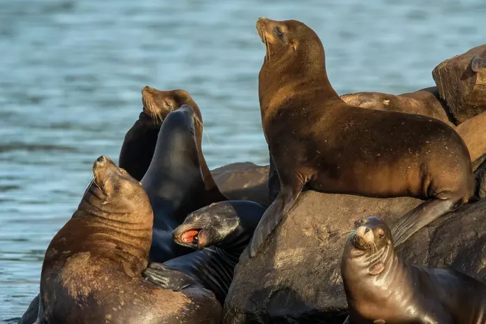 Framed Print : California sea lion (Zalophus californianus) Hauled out on jetty rocks, Newport, Oregon, USA Framed Print : California sea lion (Zalophus californianus) Hauled out on jetty rocks, Newport, Oregon, USA