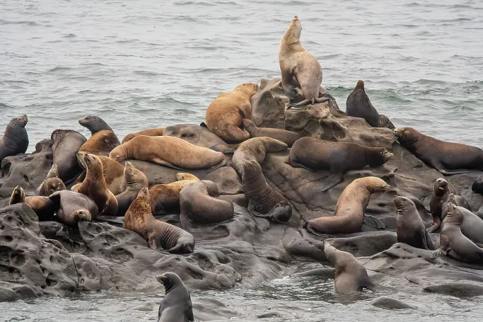Framed Print : California sea lion (Zalophus californianus) hauled out, Cape Arago, Oregon, USA