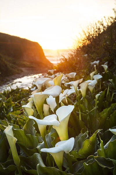 Calla lilies, Carmel-By-The-Sea, Big Sur, California, USA