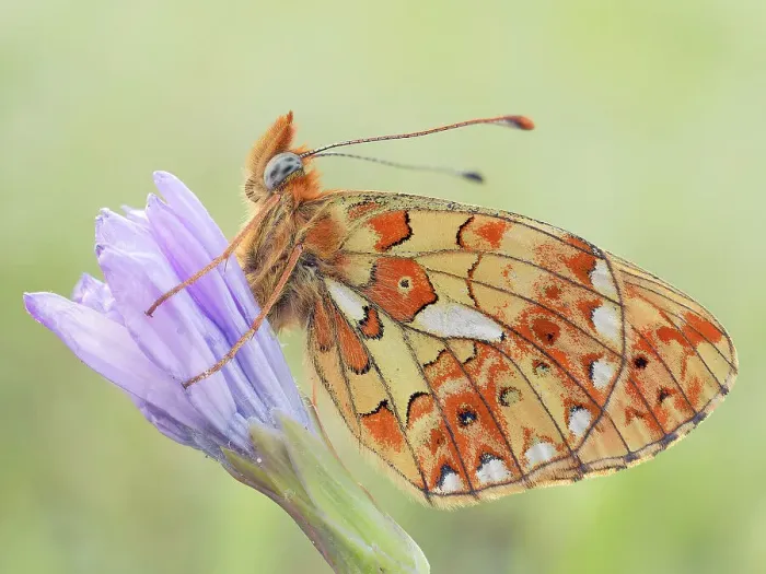 Framed Print : Callophrys rubi, Butterfly green ruby, Casareggio, Liguria, Italy Framed Print : Callophrys rubi, Butterfly green ruby, Casareggio, Liguria, Italy