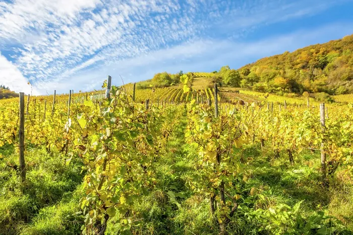 Framed Print : Calmont vineyard, steepest vineyard in Europe, Bremm, Mosel, Rhineland-Palatinate, Germany Framed Print : Calmont vineyard, steepest vineyard in Europe, Bremm, Mosel, Rhineland-Palatinate, Germany
