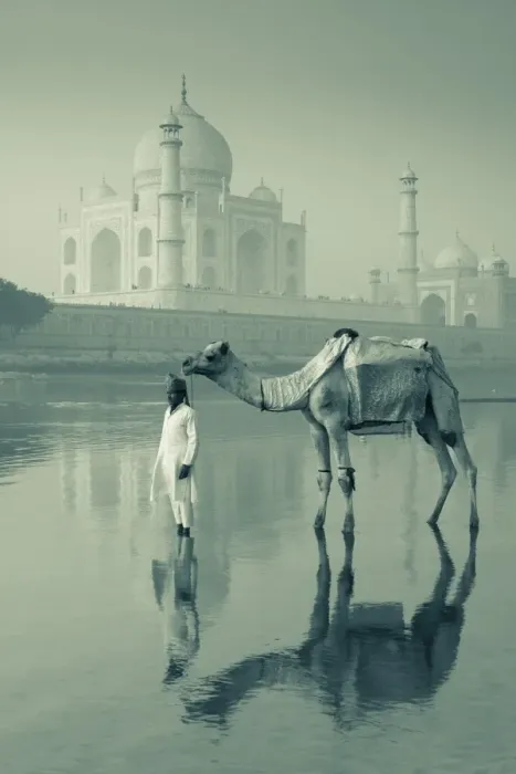 Framed Print : Camal & Driver, Taj Mahal, Agra, Uttar Pradesh, India Framed Print : Camal & Driver, Taj Mahal, Agra, Uttar Pradesh, India