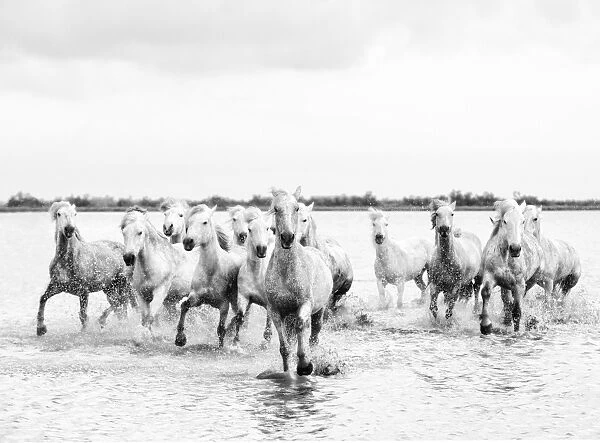 Camargue white horses galloping through water, Camargue, France