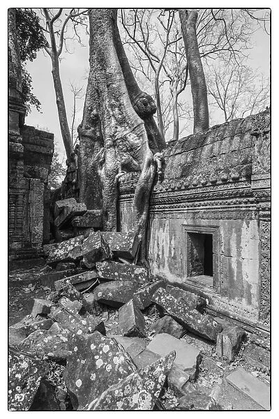 Cambodia, Angkor, Ta Prohm, temple tree