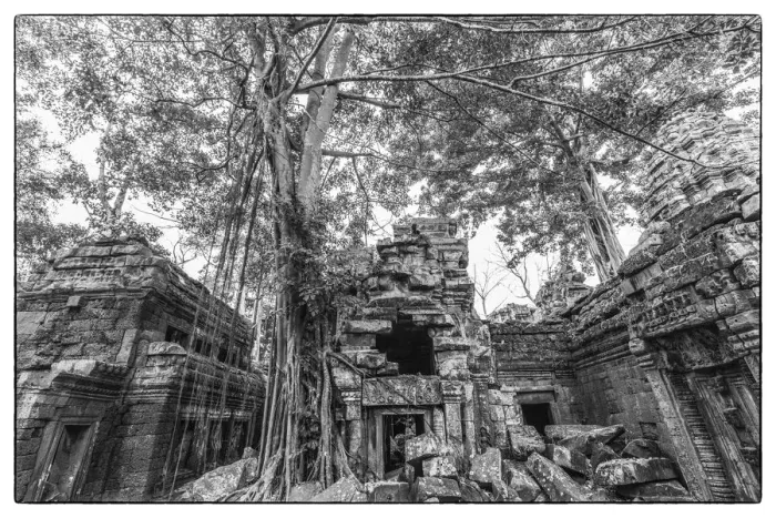 Framed Print : Cambodia, Angkor, Ta Prohm, temple tree