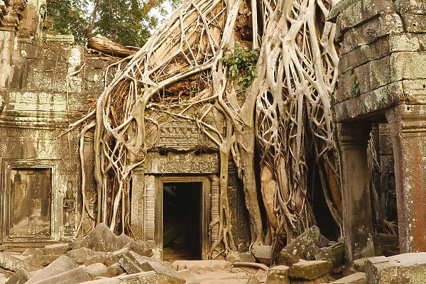 Cambodia, Siem Reap, Angkor. Overgrown tree roots at Ta Prohm, part of the Angkor