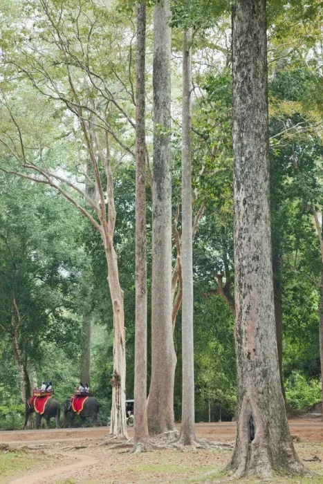 Framed Print : Cambodia, Siem Reap, Angkor Thom, Bayon Temple, Jungle and Elephants Framed Print : Cambodia, Siem Reap, Angkor Thom, Bayon Temple, Jungle and Elephants