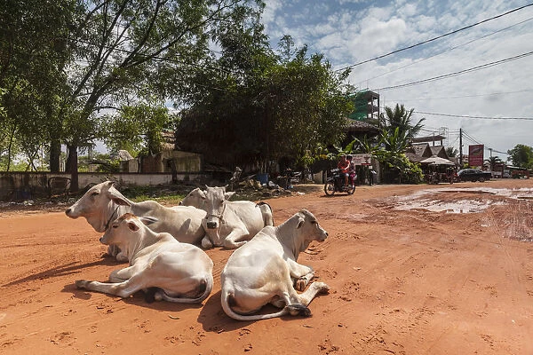 Cambodia, Sihanoukville, Otres Beach, main beach road with cows
