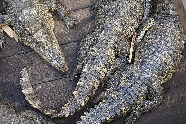 Cambodia, Tonle Sap Lake, Chong Kneas floating villages, Crocodile farm