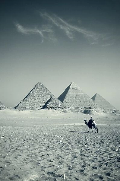Camel & Giza Pyramids, Giza, Cairo, Egypt