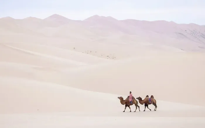 Framed Print : Camel herder and 2 camels in the Khongor Dunes, Gobi Desert, Mongolia, Asia Framed Print : Camel herder and 2 camels in the Khongor Dunes, Gobi Desert, Mongolia, Asia