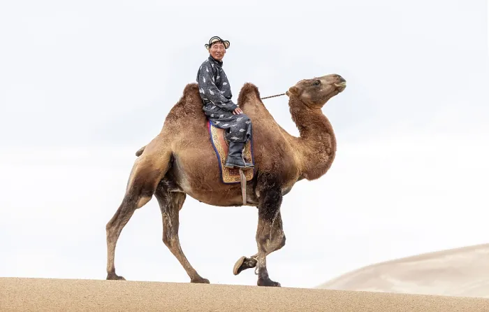 Framed Print : Camel herder on his camel, Khongor Dunes, Gobi Desert, Mongolia, Asia Framed Print : Camel herder on his camel, Khongor Dunes, Gobi Desert, Mongolia, Asia