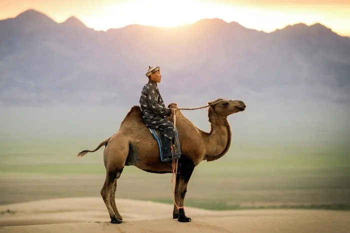 Framed Print : Camel herder on his camel, Khongor Dunes, Gobi Desert, Mongolia, Asia Framed Print : Camel herder on his camel, Khongor Dunes, Gobi Desert, Mongolia, Asia
