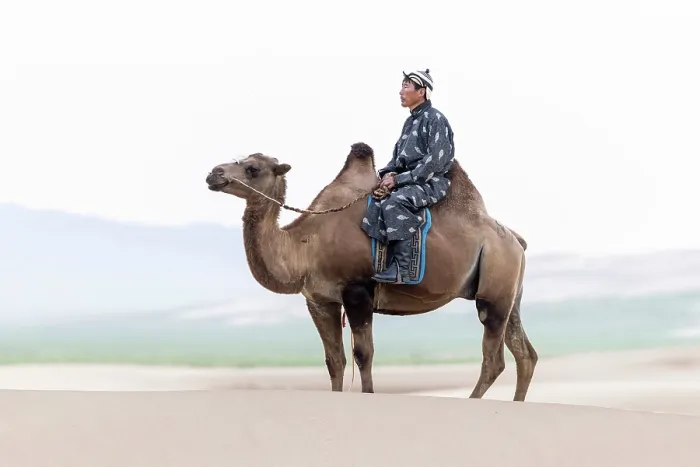 Framed Print : Camel herder on his camel, Khongor Dunes, Gobi Desert, Mongolia, Asia Framed Print : Camel herder on his camel, Khongor Dunes, Gobi Desert, Mongolia, Asia