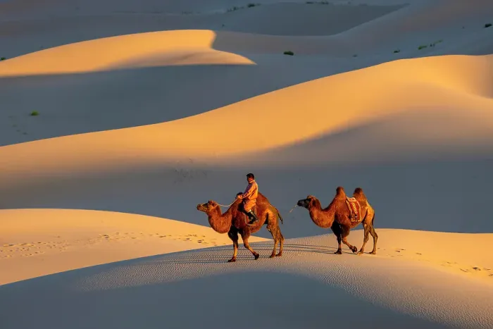 Framed Print : Camel herder and his camels in the Khongor Dunes, Gobi Desert, Mongolia, Asia Framed Print : Camel herder and his camels in the Khongor Dunes, Gobi Desert, Mongolia, Asia