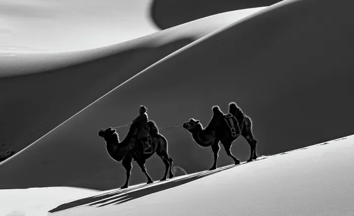 Framed Print : Camel herder and camels in the Khongor Dunes, Gobi Desert, Mongolia, Asia Framed Print : Camel herder and camels in the Khongor Dunes, Gobi Desert, Mongolia, Asia