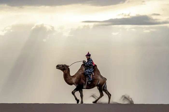 Framed Print : Camel herder riding his camel, Khongor Dunes, Gobi Desert, Mongolia, Asia Framed Print : Camel herder riding his camel, Khongor Dunes, Gobi Desert, Mongolia, Asia