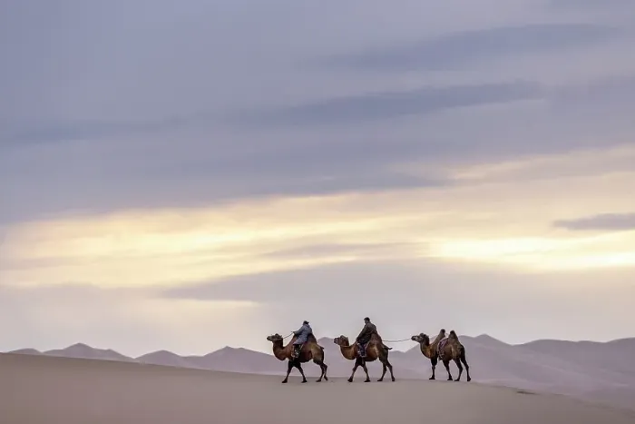 Framed Print : Camel herders and camels in the Khongor Dunes, Gobi Desert, Mongolia, Asia Framed Print : Camel herders and camels in the Khongor Dunes, Gobi Desert, Mongolia, Asia