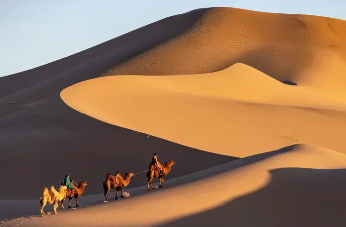 Framed Print : Camel herders and their camels in the Khongor Dunes, Gobi Desert, Mongolia, Asia Framed Print : Camel herders and their camels in the Khongor Dunes, Gobi Desert, Mongolia, Asia